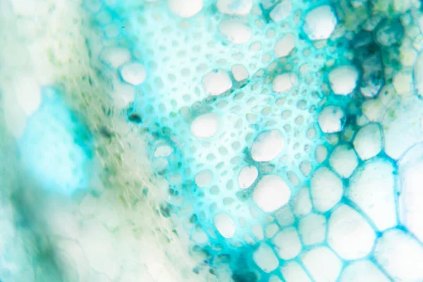 Sınıf eğitimi için mikroskop altında bitki dokusu çalışması.