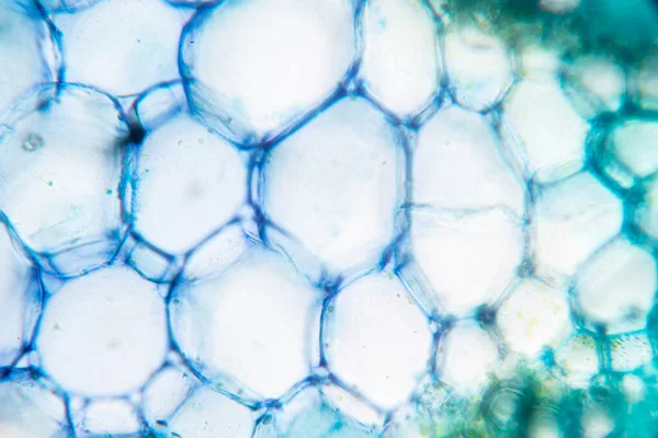 Studiet Plantevæv Mikroskopet Klasseundervisning - Stock-foto
