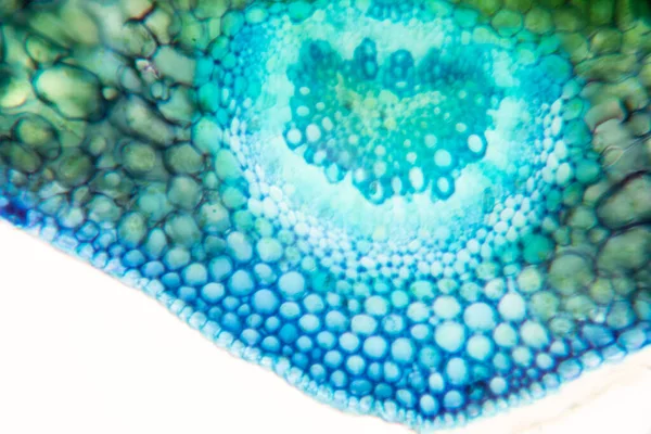 Sınıf eğitimi için mikroskop altında bitki dokusu çalışması.