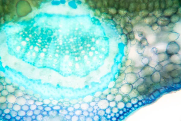 Sınıf eğitimi için mikroskop altında bitki dokusu çalışması.