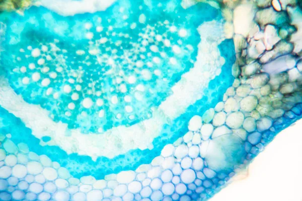 Sınıf eğitimi için mikroskop altında bitki dokusu çalışması.