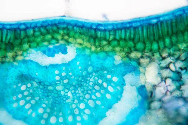 Sınıf eğitimi için mikroskop altında bitki dokusu çalışması.