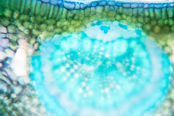 Sınıf eğitimi için mikroskop altında bitki dokusu çalışması.