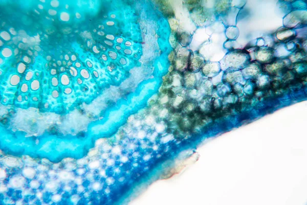 Sınıf eğitimi için mikroskop altında bitki dokusu çalışması.