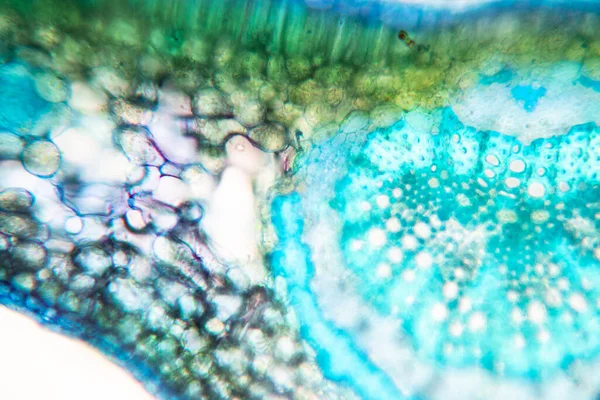 Sınıf eğitimi için mikroskop altında bitki dokusu çalışması.