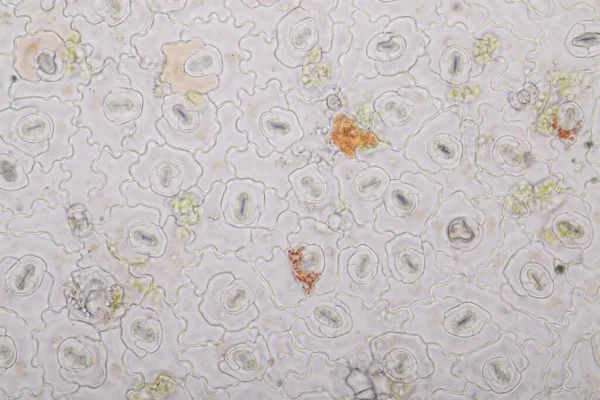 Sınıf eğitimi için mikroskop altında bitki dokusu çalışması.