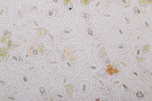 Sınıf eğitimi için mikroskop altında bitki dokusu çalışması.