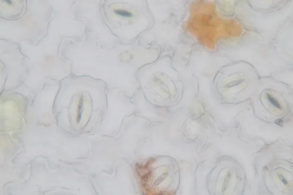 Étude Tissus Végétaux Sous Microscope Pour Éducation Classe — Photo