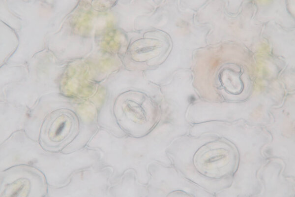 The study Plant tissue of under the microscope for classroom education.