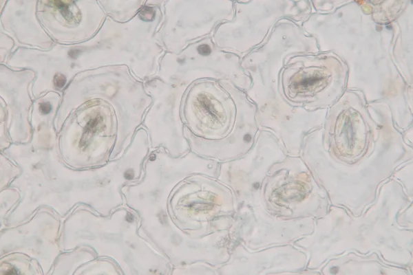 Estudio Tejido Vegetal Bajo Microscopio Para Educación Aula — Foto de Stock