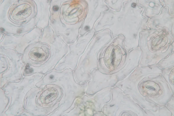 Studie Plantenweefsel Van Onder Microscoop Voor Klaslokaal Onderwijs — Stockfoto