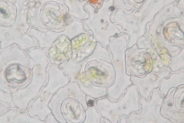 Sınıf eğitimi için mikroskop altında bitki dokusu çalışması.