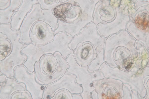 The study Plant tissue of under the microscope for classroom education.