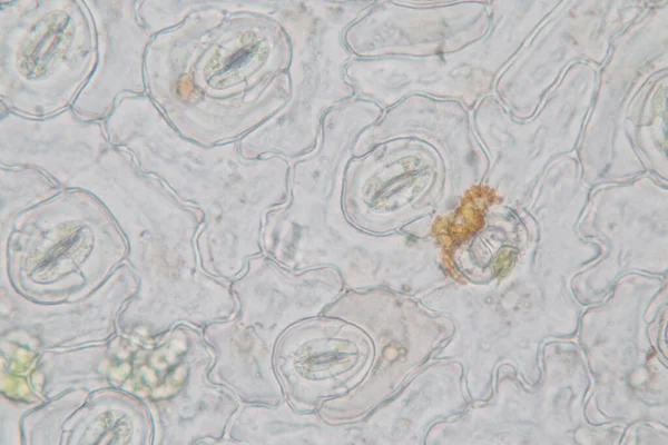 教室教育用顕微鏡下の植物組織 — ストック写真