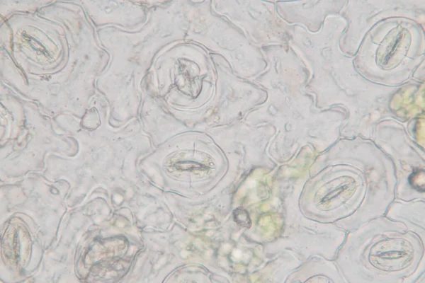 Sınıf eğitimi için mikroskop altında bitki dokusu çalışması.
