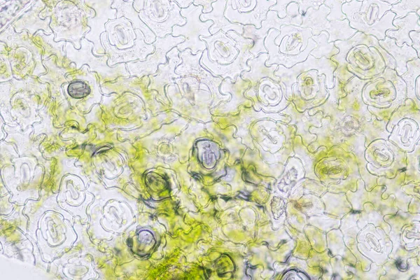 Study Plant Tissue Microscope Classroom Education — Stock Photo, Image