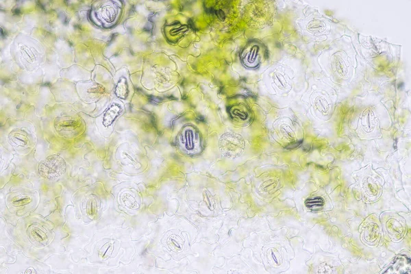 Sınıf eğitimi için mikroskop altında bitki dokusu çalışması.