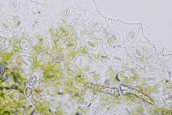 Sınıf eğitimi için mikroskop altında bitki dokusu çalışması.