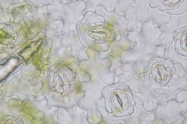 교육을 현미경으로 식물의 조직을 — 스톡 사진