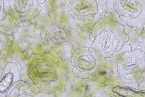 Estudio Tejido Vegetal Bajo Microscopio Para Educación Aula —  Fotos de Stock