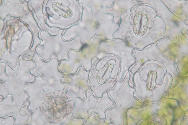 Estudo Tecido Vegetal Sob Microscópio Para Educação Sala Aula — Fotografia de Stock