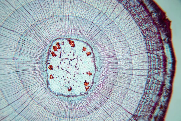 Исследование Посадка Тканей Микроскопа Обучения Классе — стоковое фото
