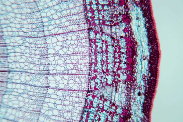 Μελέτη Φυτικός Ιστός Κάτω Από Μικροσκόπιο Για Την Εκπαίδευση Στην — Φωτογραφία Αρχείου