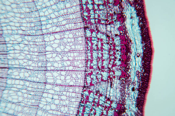The study Plant tissue of under the microscope for classroom education.