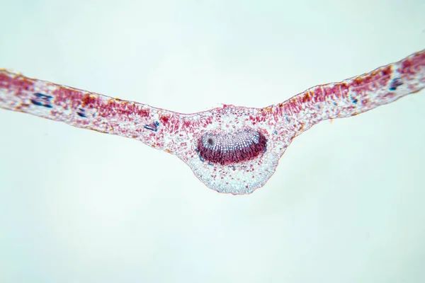 Étude Tissus Végétaux Sous Microscope Pour Éducation Classe — Photo