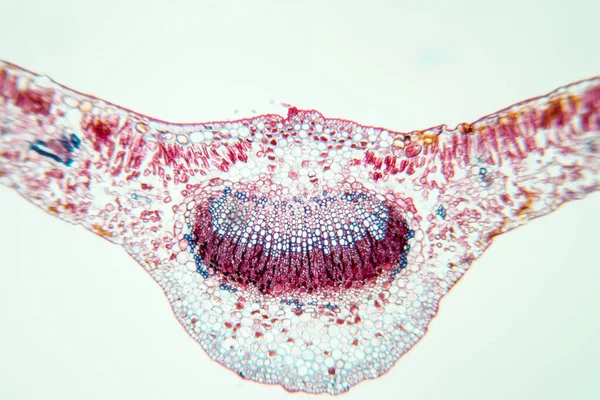 Estudo Tecido Vegetal Sob Microscópio Para Educação Sala Aula — Fotografia de Stock