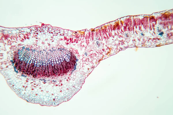 Sınıf eğitimi için mikroskop altında bitki dokusu çalışması.