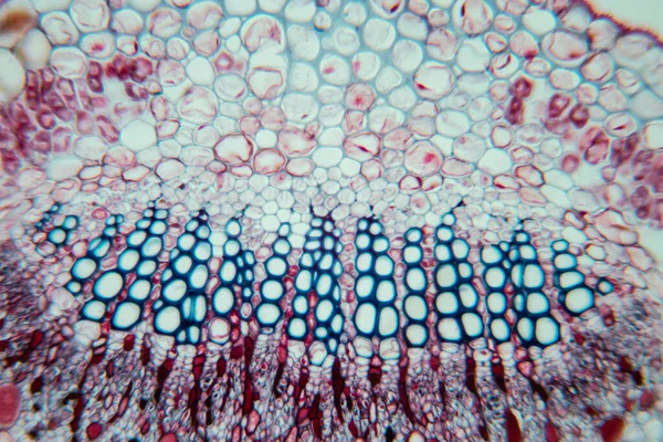 Die Studie Pflanzengewebe Unter Dem Mikroskop Für Den Unterricht — Stockfoto