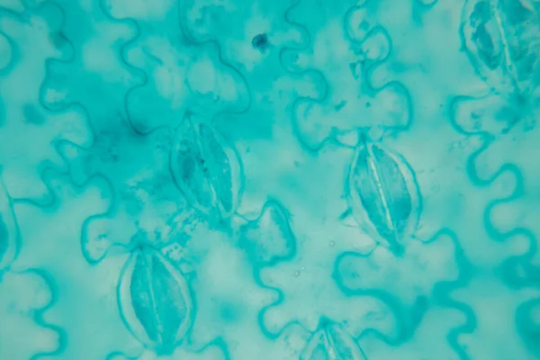 Sınıf Eğitimi Için Mikroskop Altında Bitki Dokusu Çalışması — Stok fotoğraf