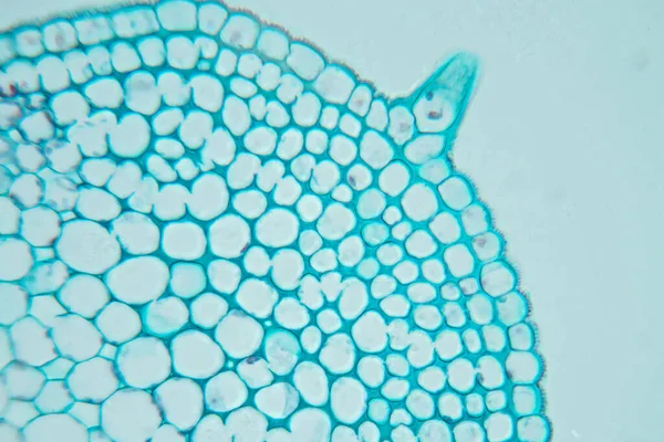 Estudio Tejido Vegetal Bajo Microscopio Para Educación Aula —  Fotos de Stock