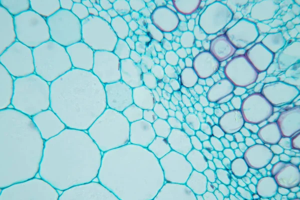 Die Studie Pflanzengewebe Unter Dem Mikroskop Für Den Unterricht — Stockfoto
