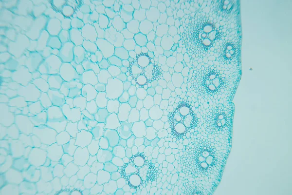 Estudio Tejido Vegetal Bajo Microscopio Para Educación Aula — Foto de Stock