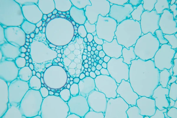 Estudo Tecido Vegetal Sob Microscópio Para Educação Sala Aula — Fotografia de Stock