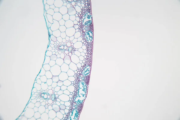 Дослідження Тканина Рослин Під Мікроскопом Навчання Класі — стокове фото