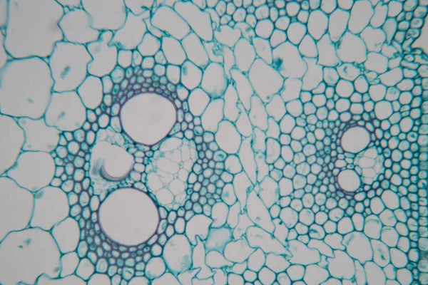 Studie Rostlinná Tkáň Pod Mikroskopem Pro Výuku Třídě — Stock fotografie