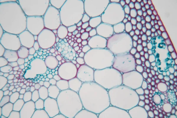 Estudo Tecido Vegetal Sob Microscópio Para Educação Sala Aula — Fotografia de Stock