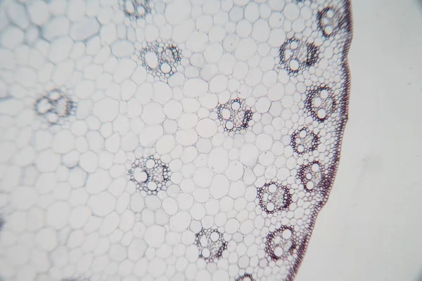 Estudio Tejido Vegetal Bajo Microscopio Para Educación Aula — Foto de Stock