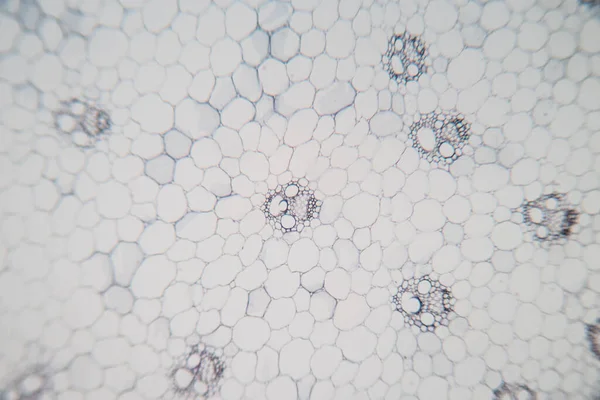 Estudo Tecido Vegetal Sob Microscópio Para Educação Sala Aula — Fotografia de Stock