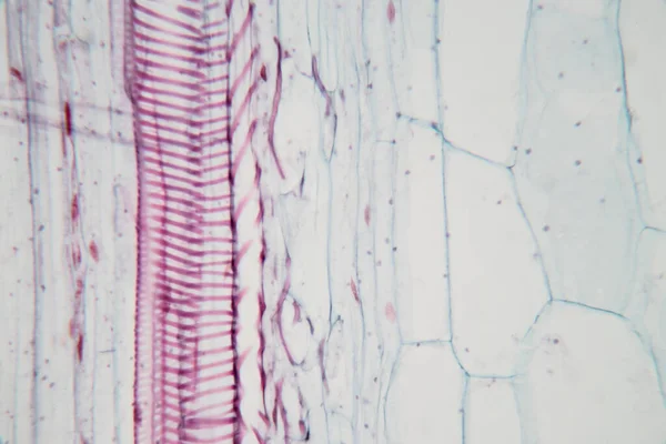 教室教育用顕微鏡下の植物組織 — ストック写真
