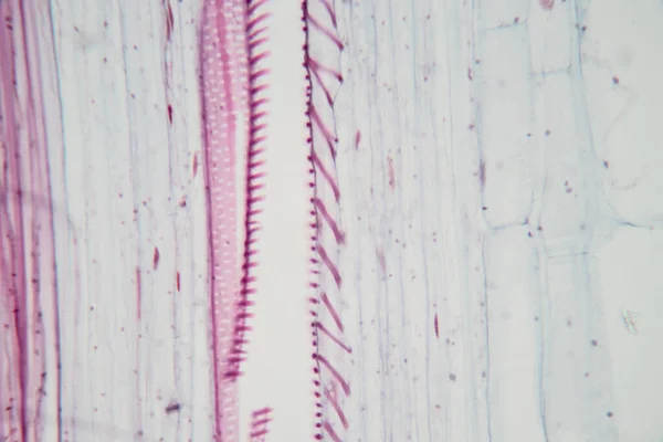 Estudo Tecido Vegetal Sob Microscópio Para Educação Sala Aula — Fotografia de Stock