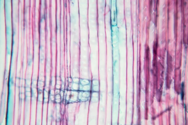 The study Plant tissue of under the microscope for classroom education.