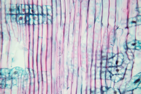 Tanulmány Növényi Szövet Mikroszkóp Alatt Osztálytermi Oktatás — Stock Fotó