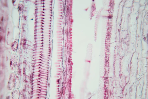 Studie Rostlinná Tkáň Pod Mikroskopem Pro Výuku Třídě — Stock fotografie