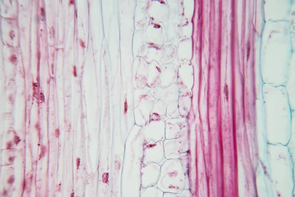 Estudio Tejido Vegetal Bajo Microscopio Para Educación Aula — Foto de Stock