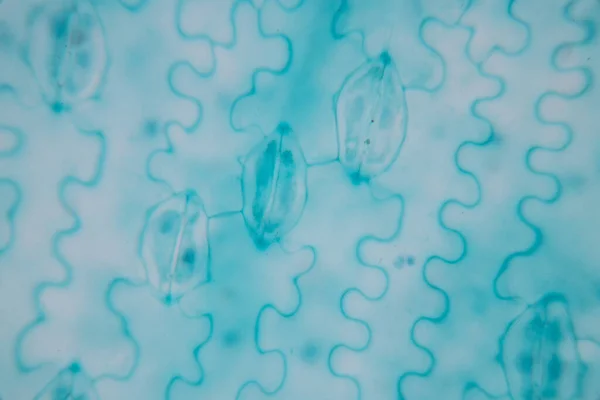 Study Plant Tissue Microscope Classroom Education — Stock Photo, Image