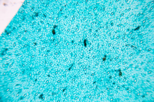 The study Plant tissue of under the microscope for classroom education.